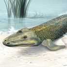 Tiktaalik